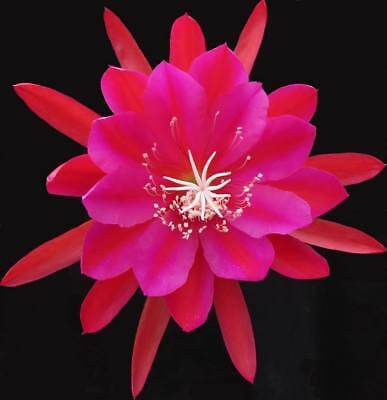 Epiphyllum  - cactos orquidea - flor de outubro